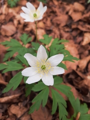 Anemonoides nemorosa