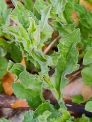 Lepidium draba