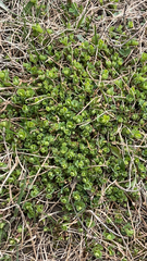 Magnoliopsida