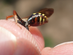 Nomada fulvicornis