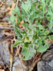 Lepidium draba