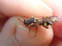 Nomada fulvicornis
