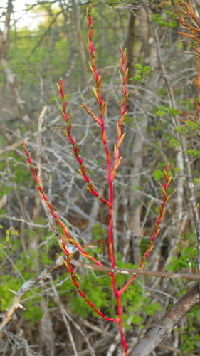 Tillandsia dasyliriifolia Baker