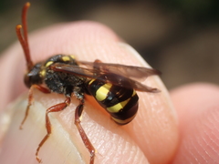 Nomada fulvicornis