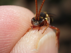 Nomada fulvicornis