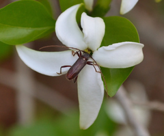 Anopliomorpha hirsuta
