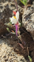 Linaria amethystea