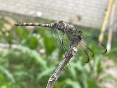 Dythemis nigrescens
