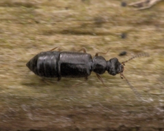 Coryphium angusticolle
