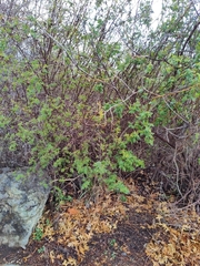 Rosa woodsii