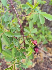 Rosa woodsii