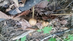 Entoloma olivaceomarginatum