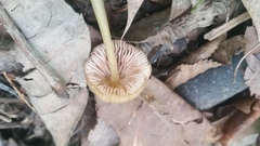 Entoloma olivaceomarginatum