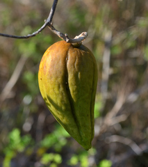 Gonolobus cteniophorus