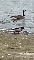 Anas platyrhynchos