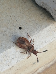 Strobilotoma typhaecornis