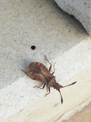 Strobilotoma typhaecornis
