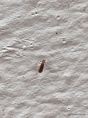Pachytroctidae
