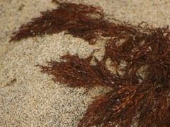 Gongolaria