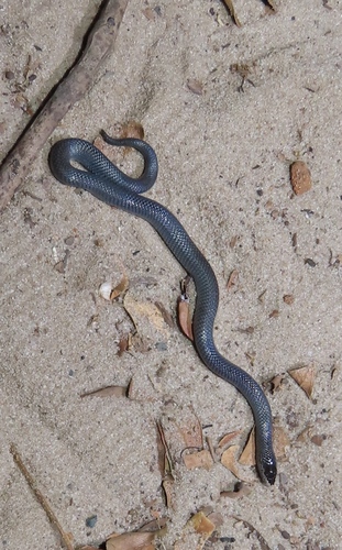 Photo of a Pygmy Wolf Snake (Lycophidion pygmaeum)