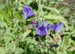 Echium sabulicola