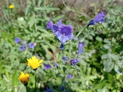 Echium sabulicola