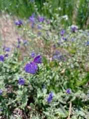 Echium sabulicola