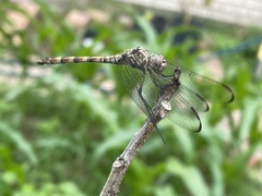 Dythemis nigrescens