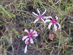 Nerine frithii