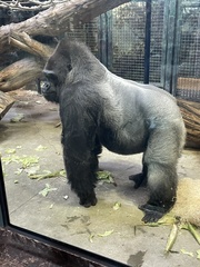 Gorilla