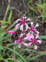 Nerine frithii