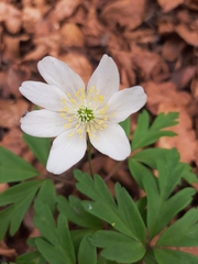 Anemonoides nemorosa