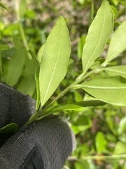 Myrcianthes fragrans
