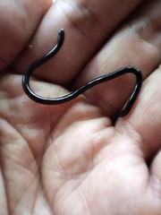 Indotyphlops braminus