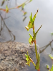 Commelina subulata