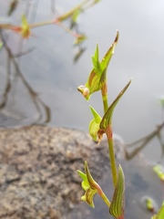 Commelina subulata