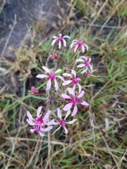 Nerine frithii