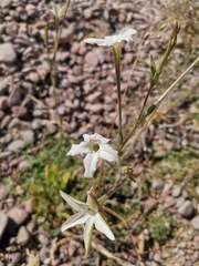 Nicotiana repanda
