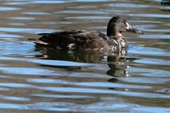 Anas platyrhynchos domesticus