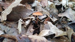 Marasmius sullivantii