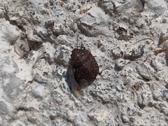 Psacasta exanthematica