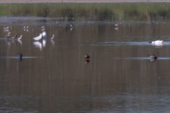 Limosa lapponica baueri