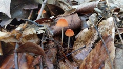 Marasmius sullivantii