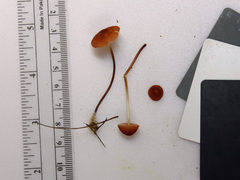 Marasmius sullivantii
