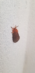 Thoscora