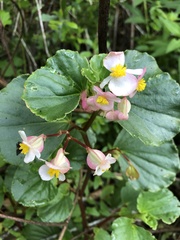 Begonia cucullata