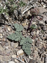 Cymopterus globosus