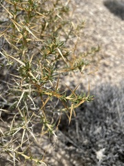 Hecastocleis shockleyi