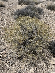 Hecastocleis shockleyi