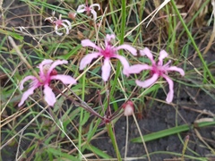 Nerine frithii